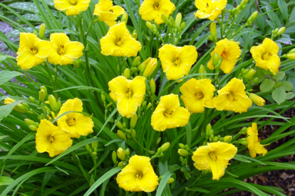 Päevaliilia´Bakabana´ (Hemerocallis)