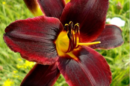 Päevaliilia ´Chocolate Candy´ (Hemerocallis)