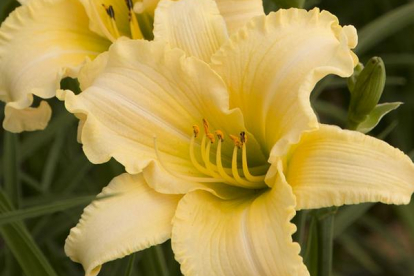 Päevaliilia ´EveryDaylily Cream´ (Hemerocallis)