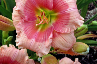 Päevaliilia ´Janice Brown´ (Hemerocallis)