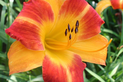 Päevaliilia ´Johnny come late´ (Hemerocallis)