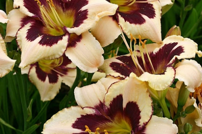 Aed-päevaliilia ´Moonlight Masqerade´ (Hemerocallis)