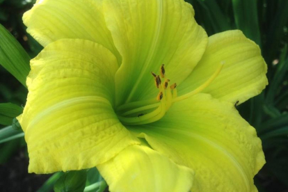 Päevaliilia ´Green Flutter´ (Hemerocallis)