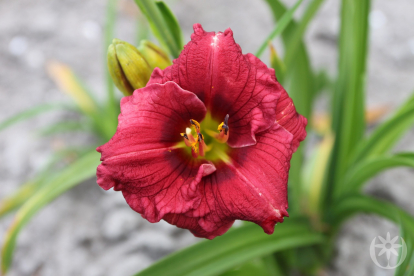 Päevaliilia ´Siloam GraceSamile´ (Hemerocallis)