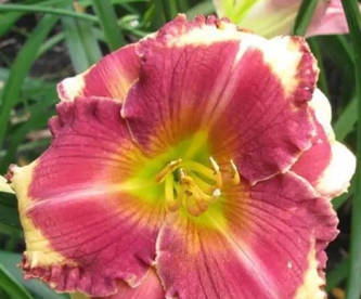 Päevaliilia ´Calling All angel´ (Hemerocallis)