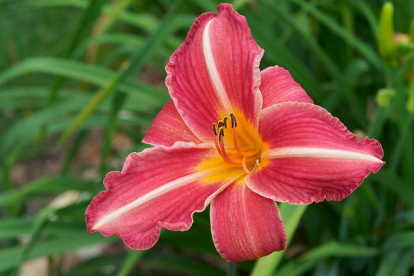 Aed-päevaliilia ´Cherry Lace´ (Hemerocallis)
