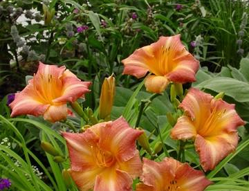 Päevaliilia ´Children Festival´ (Hemerocallis)