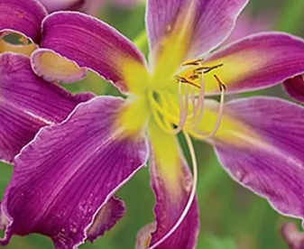 Päevaliilia ´Exotic Spider´ (Hemerocallis)