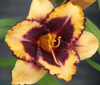 Päevaliilia ´Eye on America´ (Hemerocallis)