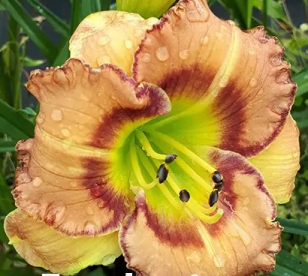 Päevaliilia ´Fruity Kiss´ (Hemerocallis)