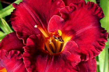 Aed-päevaliilia ´Li´Red Wagon´ (Hemerocallis)
