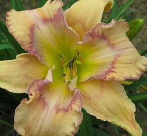 Päevaliilia ´Mystical Illuson´ (Hemerocallis)