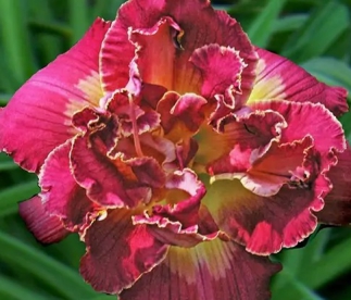 Päevaliilia ´Ninth Millenium´ (Hemerocallis)
