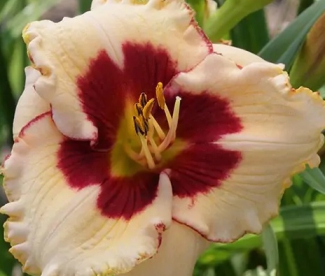 Päevaliilia ´Nippon´ (Hemerocallis)