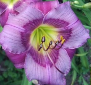 Päevaliilia ´Priscilla Dream´ (Hemerocallis)