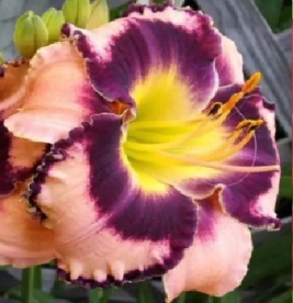 Päevaliilia ´Rock Solid` (Hemerocallis)