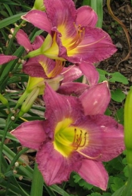 Päevaliilia ´Silent Sentry´ (Hemeroallis)