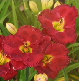 Päevaliilia ´Siloam Paul Watts´ (Hemerocallis)