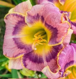 Päevaliilia ´Sparkling Grape Juice´ (Hemerocallis)