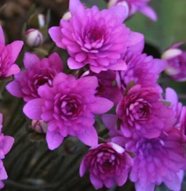 Harilik sinilill ´Rubra Plena´ (Hepatica nobilis)