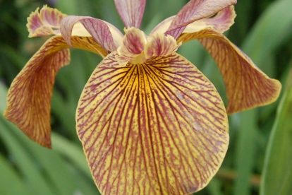Kollane võhumõõk ´Holden Clough´ (Iris pseudacorus)