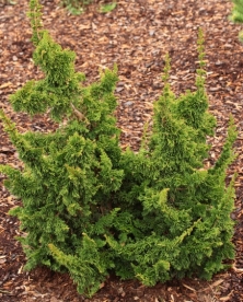 Harilik elupuu ´Malonyana Holub´ (Thuja occidentalis)