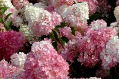 Aedhortensia ´Vanille Fraise´ (Hydrangea paniculata)