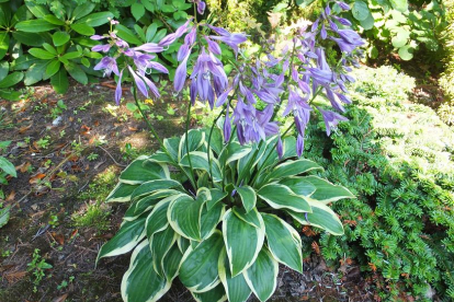 Hosta ´Bedford Rise and Shine´ (Hosta)