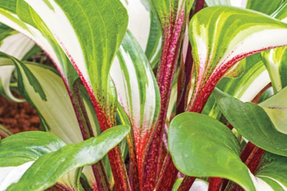 Hosta ´Raspberry Sundae´ (Hosta)