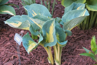 Hosta ´Beach Boy´ (Hosta)