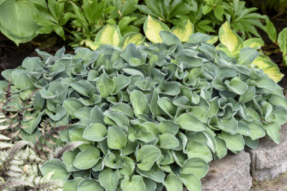 Hosta ´Blue Mouse Ears´ (Hosta)