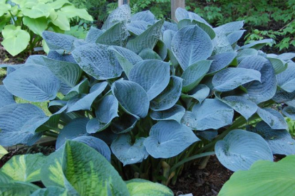 Hosta ´Blue Umbrella´ (Hosta)