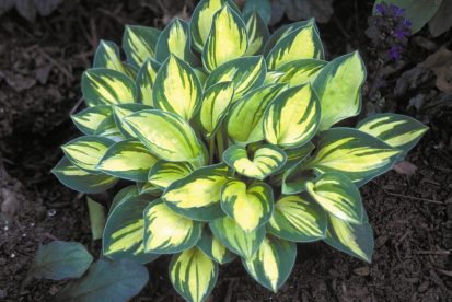 Hosta ´Cherrish´ (Hosta)
