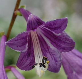 Nupphosta (Hosta clausa)