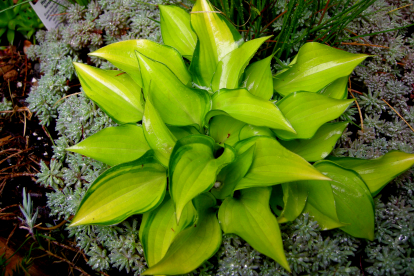 Hosta ´Cracker Crumbs´ (Hosta)