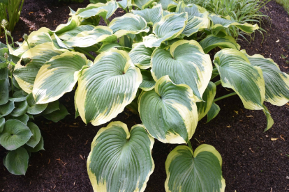 Hosta ´Earth Angel´ (Hosta)