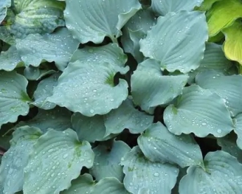 Hosta ´Frisian Waving Steel´ (Hosta)