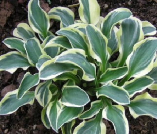 Hosta ´Funny Mouse´ (Hosta)