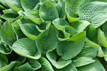 Nõtke hosta (Hosta gracillima)