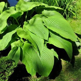 Hosta ´Green Acres´ (Hosta)