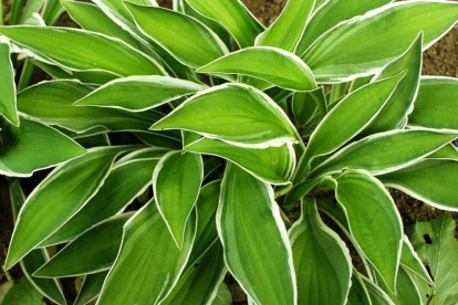 Hosta ´Ginko craig´ (Hosta)