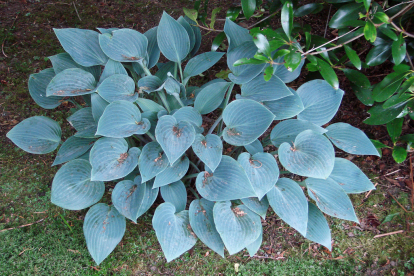 Hosta ´Blue Cadet´ (Hosta)