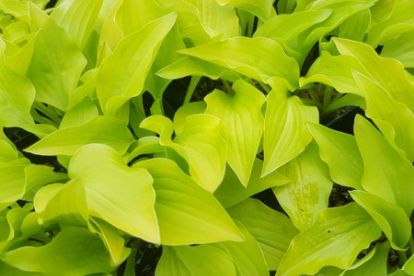 Hosta ´Hydon Sunset´ (Hosta)