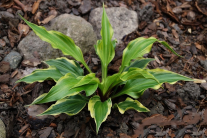 Hosta ´Kanzi´ (Hosta)