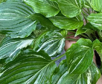Hosta ´Kiyosumi Seiryu´ (Hosta)