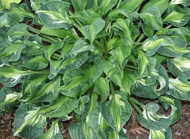 Hosta ´mary marie ann´ (Hosta)