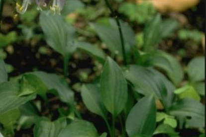Kääbushosta (Hosta minor)