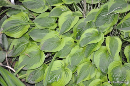 Hosta ´Parky's Prize´ (Hosta)