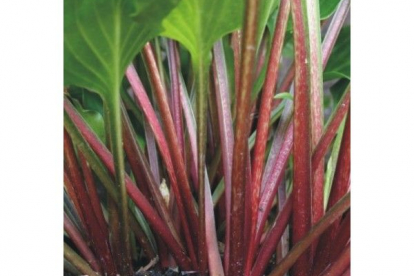 Hosta ´Red Stepper´ (Hosta)