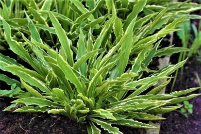 Hosta ´Sandhill Crane´ (Hosta)